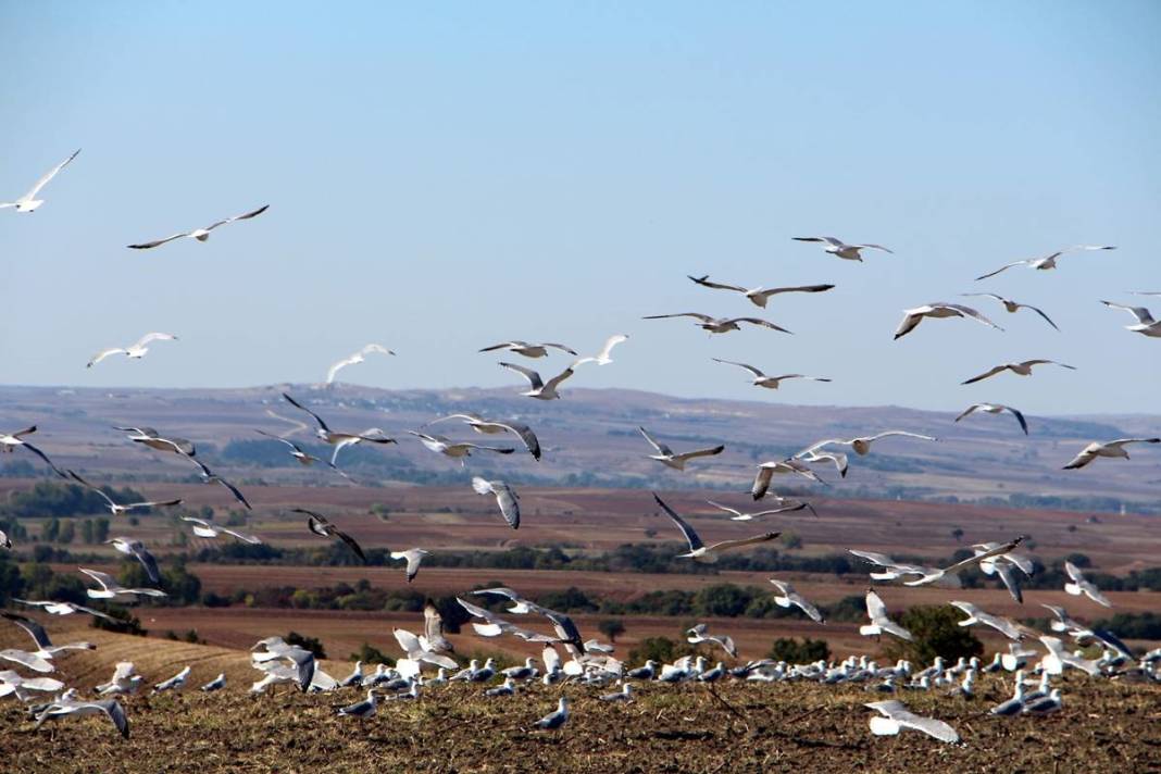 'Katil martı' paniği: Güvercinleri kurabiye gibi yiyorlar! 22